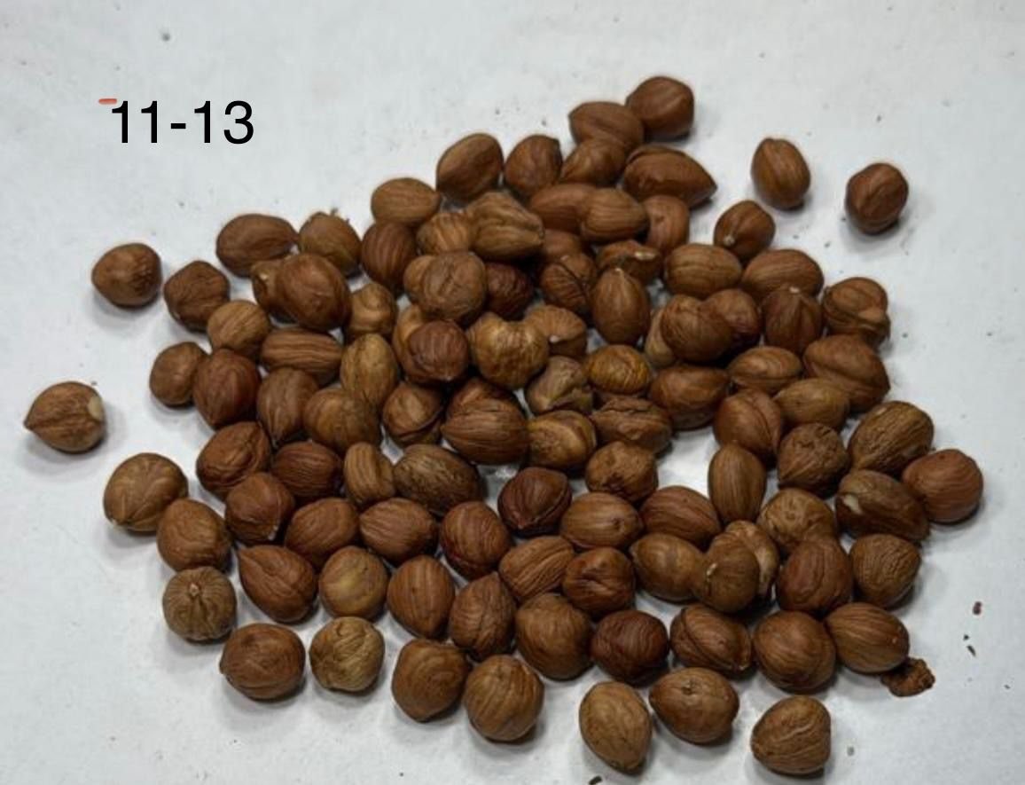 Premium Hazelnut Harvesting